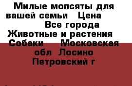 Милые мопсяты для вашей семьи › Цена ­ 20 000 - Все города Животные и растения » Собаки   . Московская обл.,Лосино-Петровский г.